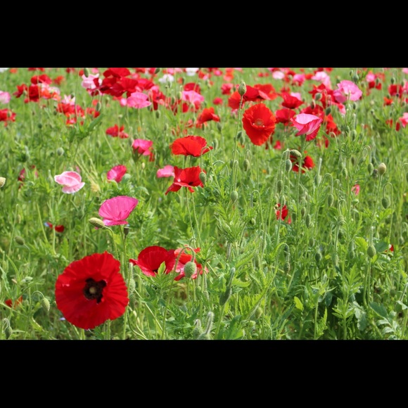 Meet your Posher, Laura - Picture 1 of 1